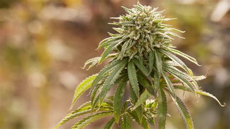 phil lester|Calif. could get pot cafes and weed farmers markets, if Newsom .